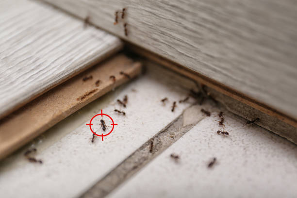 Best Ant Control Services  in Wolf Trap, VA