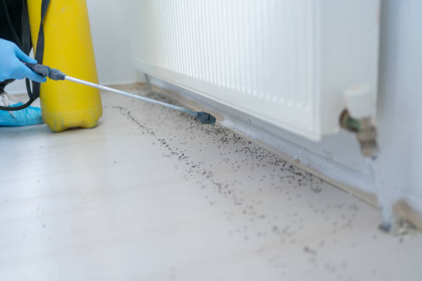 Best Insect Control  in Wolf Trap, VA