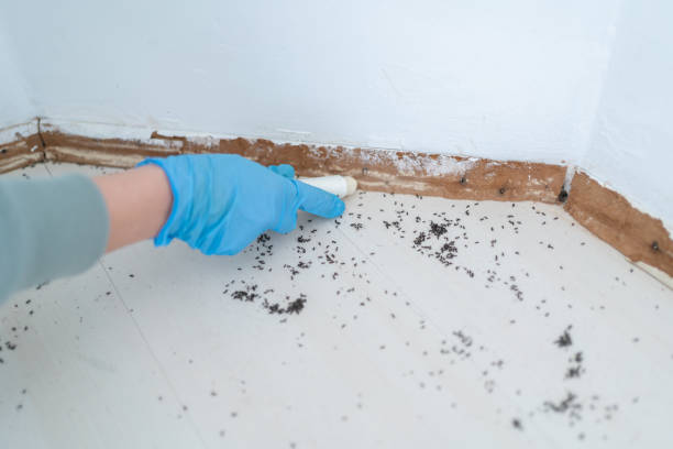 Best Rat Extermination Near Me  in Wolf Trap, VA
